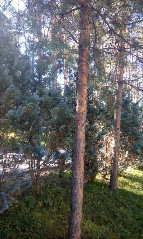 Apartment 9 Gorska Vila Zlatibor Exterior photo